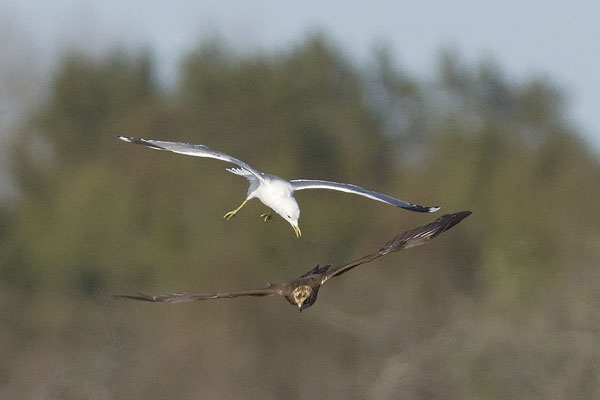 Ruskosuohaukka, Western Marsh Harrier, Circus aeruginosus